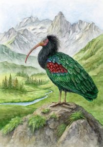 Valentina Arros, Waldrapp in den Alpen_c_by_Valentina Arros